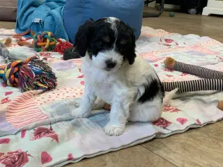 Skønne mini Maltipoo babyer 