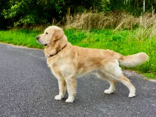 Parring/inseminering Golden Retriever.