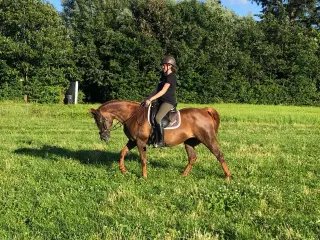 Fantastisk lille hoppe