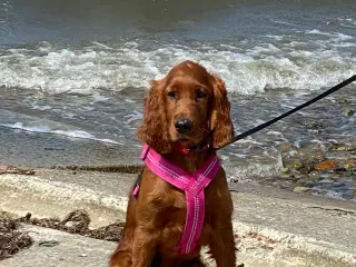 🐾 Smukke Lady – Ægte Irsk Setter fra udstillingsl