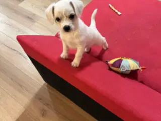 Hvalp søger ny hjem