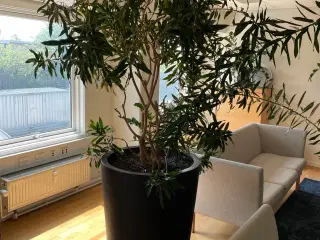 Stor plante i selvvandingskrukke