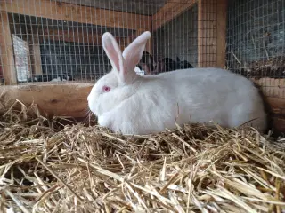 Blandings hun stor race