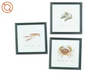 Samling af tre indrammede illustrationer (str. 22 x 22 cm)