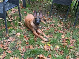 Ægte Belgisk Malinois – 6 måneder, med alt udstyr