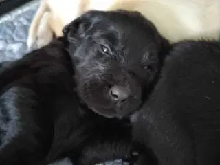 Golden Retriever/ Tysk langhåret Labrador hvalpe