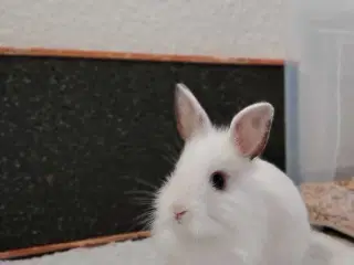 Indendøres Fri-Kaniner 🐰🪻