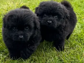 Pomerania hvalpe til sommerferien 