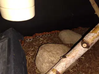 1.1 RegnbueBoa 