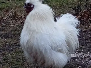 Silkehaner. Hvis silkedværg haner.