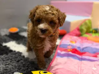 Maltipoo