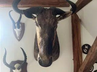 Skulder monteret gnu