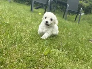 Coton de Tulear / Bichon Havanais blandinger