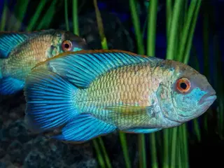 Electric blue acara