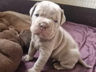 Old english bulldog blanding. 