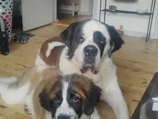 Sankt Bernhard tæve, 3 år d. 10/10