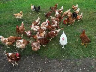 🐓 Isa Brown høns til salg 40kr stk🐓