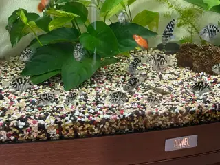 Papegøjecichlide Blue Tiger
