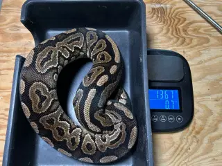 konge python