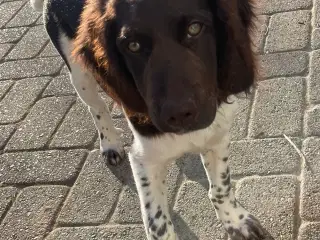 Kleiner münsterländer hanhvalp