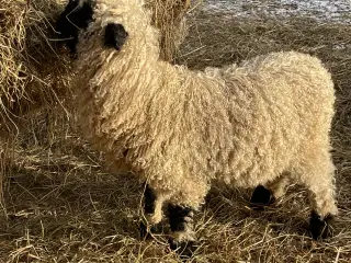 Flot Valais Blacknose vædderlam 