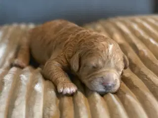 7 Skønne Golden Doodle hvalpe (F1B)