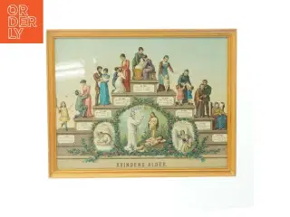 Vintage billede med illustrationer af kvindens alder (str. 43x34 cm)