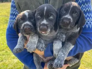 Ruhåret hønsehunde hvalpe