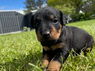 Tysk jagtterrier hvalpe