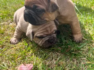 Fransk bulldogs 