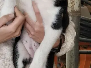 Skøn Border Collie tæve 