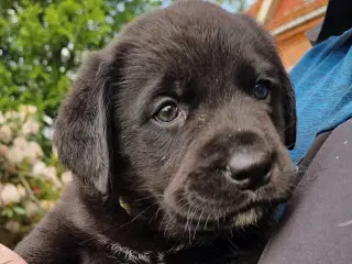 Hunde hvalpe 