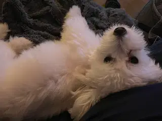 Voksen tæve coton de tulear 