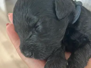 GOLDENLABRADOODLE