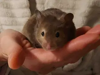 Guldhamster unger