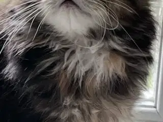 Maine coon