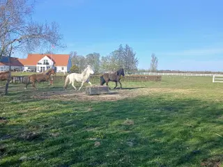 Opstaldning/sommergræs tilbydes til Islandske hest