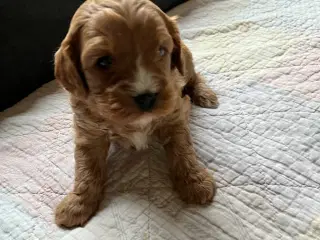 CavaPoo hvalpe 