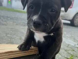 Skønne og dejlige Staff hvalpe