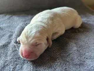 Labrador hvalpe sælges
