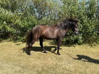 Hest 