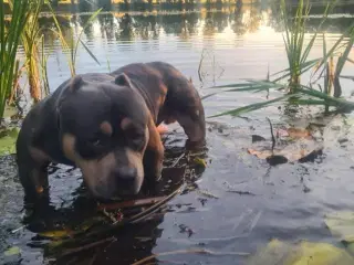 American Bully Pocket 