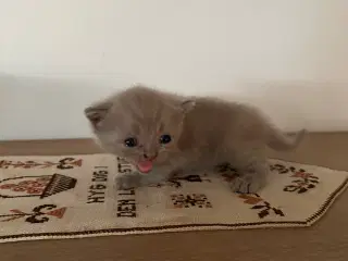 British shorthair hun killing sælges