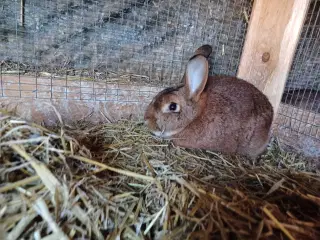 New Zealand Red blandings hanner 