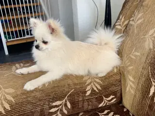 Mini Pomerania 