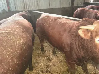 Købes kødkvægskalve