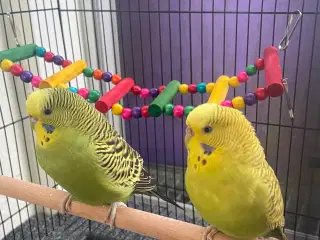 2 søde undulater søger nyt hjem 🐦