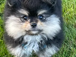 Pomeranian dreng 