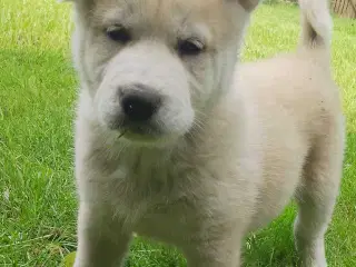 Alaska Malamute Chow Chow tjekkiske ulvehund husky