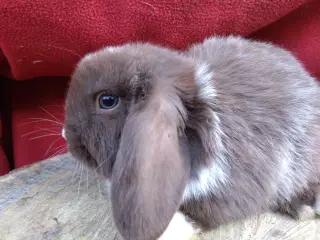 Smukke minilop kaniner 